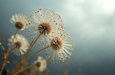 Dandelion seed heads with delicate filaments and seeds against a soft sky background