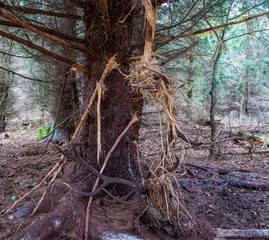 Rothirsch-t&ouml;tliches Fegen