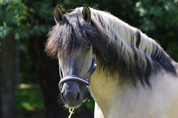 Rocky Mountain Horse Portrait in farm