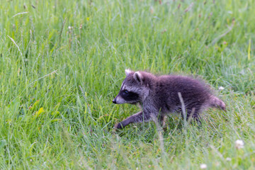Junge Marderhunde auf Abwegen