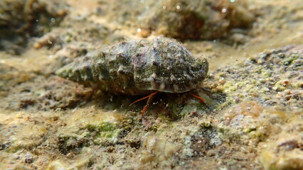 Mediterranean rocky shore hermit crab or Mediterranean intertidal hermit crab (Clibanarius erythropus) in common cerith (Cerithium vulgatum) shell undersea, Ligurian Sea, Italy, Imperia