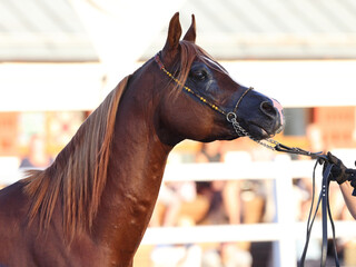 Arab race bay horse walks in the paddock 