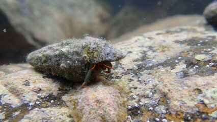 Mediterranean rocky shore hermit crab or Mediterranean intertidal hermit crab (Clibanarius erythropus) in common cerith (Cerithium vulgatum) shell undersea, Ligurian Sea, Italy, Imperia