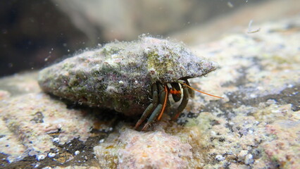 Mediterranean rocky shore hermit crab or Mediterranean intertidal hermit crab (Clibanarius erythropus) in common cerith (Cerithium vulgatum) shell undersea, Ligurian Sea, Italy, Imperia