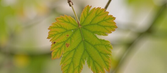 Vibrant green-yellow textured leaves in an idyllic garden setting
