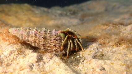 Mediterranean rocky shore hermit crab or Mediterranean intertidal hermit crab (Clibanarius erythropus) in common cerith (Cerithium vulgatum) shell undersea, Ligurian Sea, Italy, Imperia