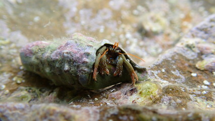 Mediterranean rocky shore hermit crab or Mediterranean intertidal hermit crab (Clibanarius erythropus) in common cerith (Cerithium vulgatum) shell undersea, Ligurian Sea, Italy, Imperia