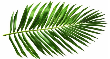 Fototapeta premium Isolated palm frond against white background studio shot for tropical foliage design element concept