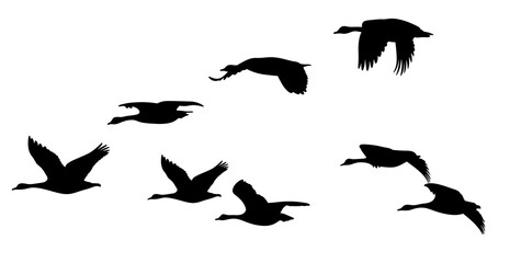 Silhouette of wild Canadian geese in flight. Migratory bird migration. Isolated flying birds flap their wings.