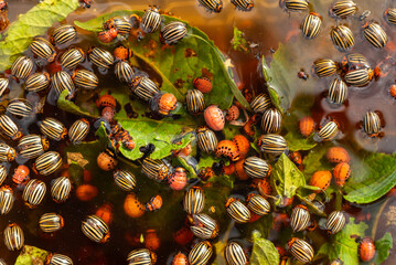 A colony of Colorado beetles sits and eats green leaves. Colorado beetle