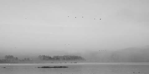 fog, sunrise over the lake, flying birds, foggy morning on the lake, autumn landscape