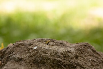 Stone empty Podium on blur park Backgrounds