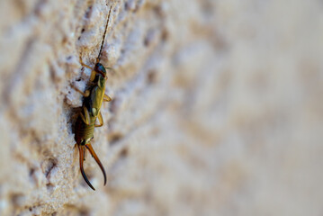 Earwig Close-Up on Textured Surface