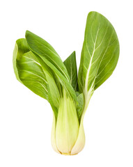 bok choy cabbage path isolated on white
