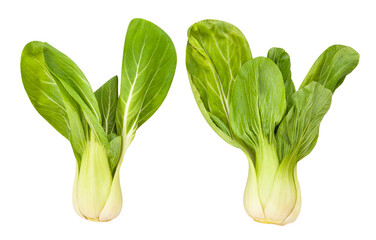 bok choy cabbage path isolated on white