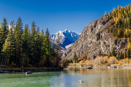 A fast-flowing cold river winding through the autumnal landscape of the Altai Republic, Russia surrounded by golden trees and rugged mountain scenery