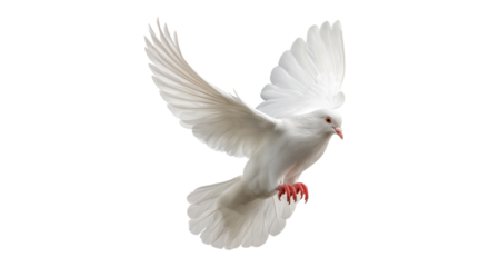 realistic white dove flying wings spread freedom bird peace symbol isolated on transparent background, png