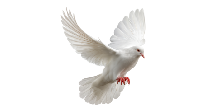 realistic white dove flying wings spread freedom bird peace symbol isolated on transparent background, png