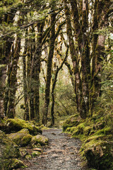 Serene nature pathway through moss-covered forest trees