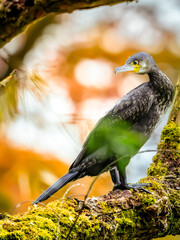 Ein prachtvolles Porträt eines Kormorans inmitten einer herbstlichen Farbensymphonie. Der Vogel...
