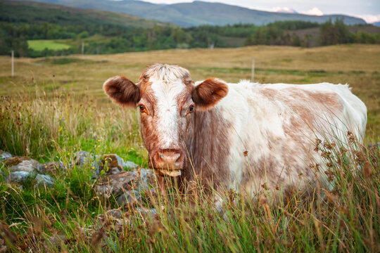 Brown and white cow standing in grassy field Scottish Highlands