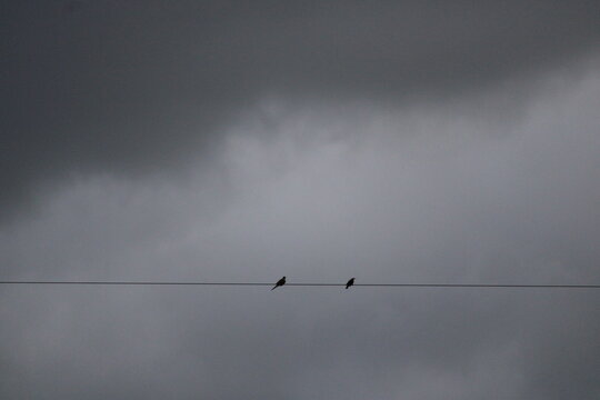 Two Birds Perched on Electric Wire Against Foggy Sky - Powered by Adobe