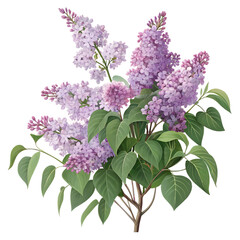 A bush of blooming lilac isolated on a transparent background