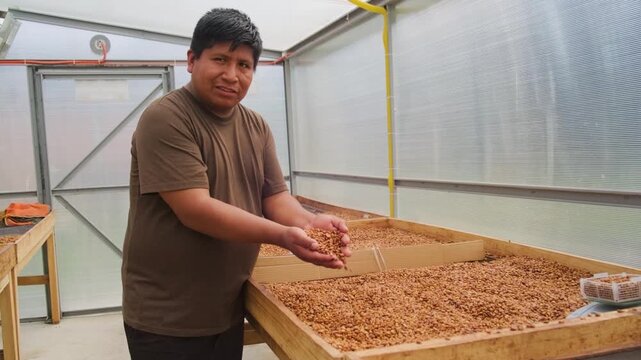 Bolivian coffee producer showing coffee drying in a special chamber in the Yungas region of Bolivia - coffee concept
