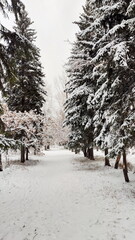 Trail between snowy pine trees.