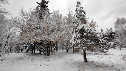Snowed Pine Tree in middle of the city park