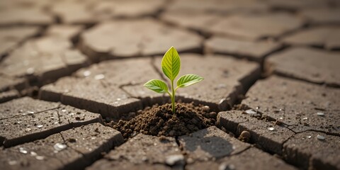 New Plant Growth Emerging from Cracked Dry Soil in Outdoor Setting