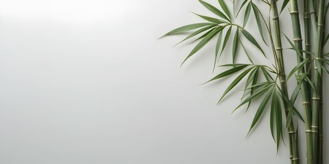 Fresh Green Bamboo Leaves on Minimalist White Background