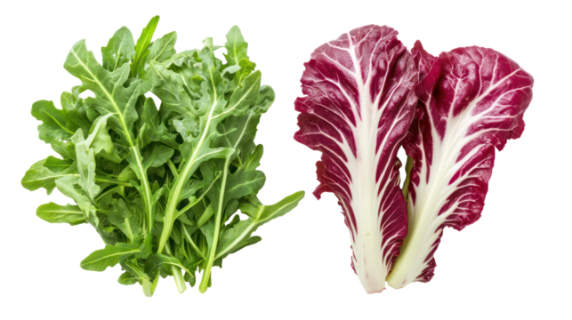 Fresh arugula and radicchio leaves isolated on transparent background