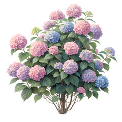 A beautiful bush of garden hydrangeas isolated on a transparent background