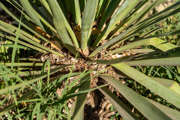 Abstract Yucca Leaves Pattern