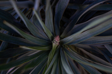 Abstract Yucca Leaves Pattern
