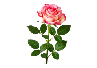 A beautiful pink and white rose with green leaves, isolated on transparent background