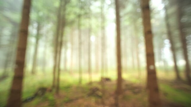 Blurry, misty, abstract autumn forest background panning video. Ultra wide angle view, foggy scene, real time footage, rising sunlight in the background, no people