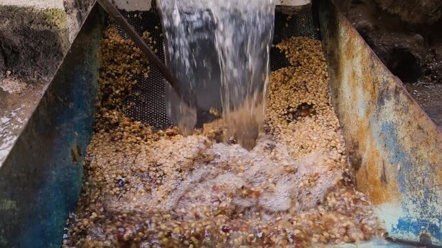 Washing Bolivian coffee beans with water in the Yungas region of Bolivia - concept of coffee