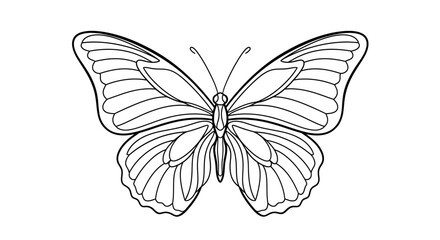 Elegant butterfly outline illustration exhibiting intricate wing patterns against white background