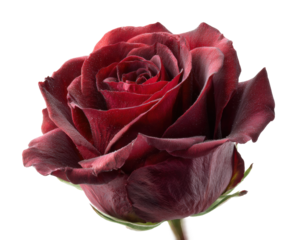 Elegant red rose bloom nature floral isolated on transparent background