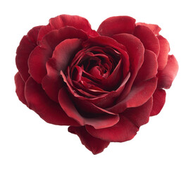Romantic heart-shaped red rose nature floral isolated on transparent background