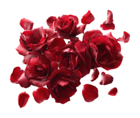 Falling red rose petals nature scene floral isolated on transparent background
