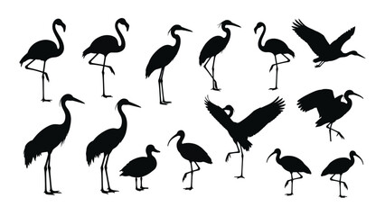 Diverse water bird silhouettes collection isolated on white background, Vector