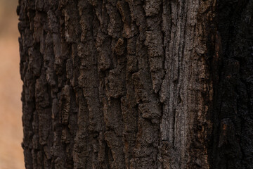 Tekstura kory drzewa – naturalny wzór, szczegóły powierzchni pnia w lesie