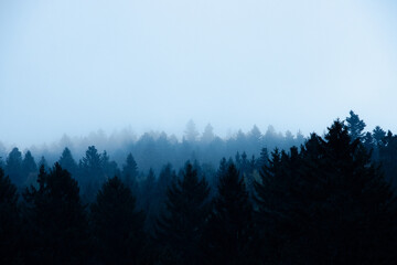 Au petit matin