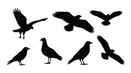 Diverse bird silhouettes collection isolated on white background, Vector