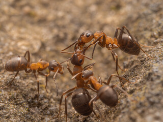 Nahaufnahme einer Gruppe roter Waldameisen. Zwei der Ameisen sind dabei zu sehen, wie sie Futter austauschen.