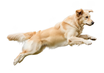 Golden retriever dog running jumping action pet animal canine breed puppy playful happy energetic isolated on transparent background