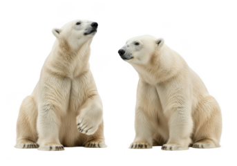 Two polar bears sitting side by side png image, arctic wildlife mammals, animal clip art, transparent background, isolated on transparent background